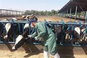 بیش از 15 هزار راس گاو در شهرستان مبارکه مورد تست رزبنگال و توبرکولیناسیون قرار گرفت